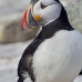 puffin_atlantic_msi_v_1673_can1295.jpg